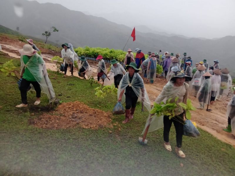 Trồng rừng tại Lai Châu 